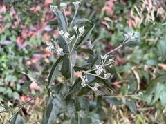 Eupatorium serotinum