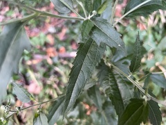 Eupatorium serotinum