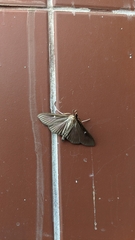 Cydalima perspectalis