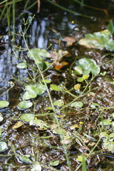 Alisma canaliculatum