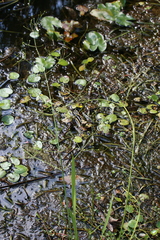 Alisma canaliculatum