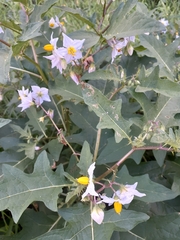 Solanum carolinense