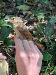 Ancistrops strigilatus