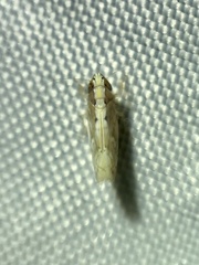 Scaphoideus coniceus