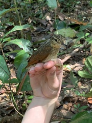 Ancistrops strigilatus