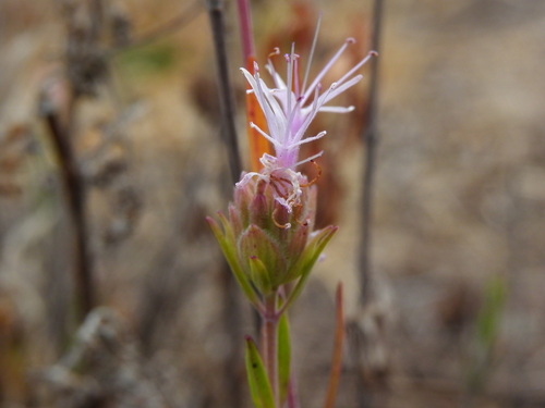 Monardella viminea, photograph 6