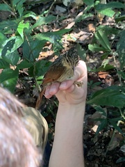 Ancistrops strigilatus