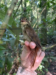 Automolus infuscatus