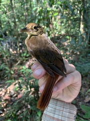 Automolus infuscatus