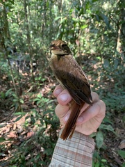 Automolus infuscatus