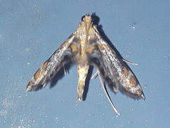 Nymphicula
