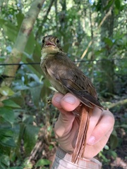 Automolus infuscatus