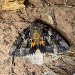 Catocala piatrix