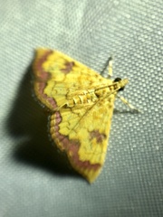 Isocentris filalis