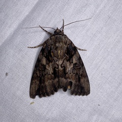 Catocala piatrix
