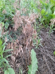 Bromus tectorum