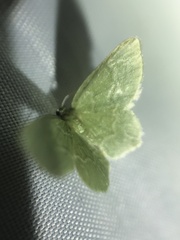 Idiochlora minuscula