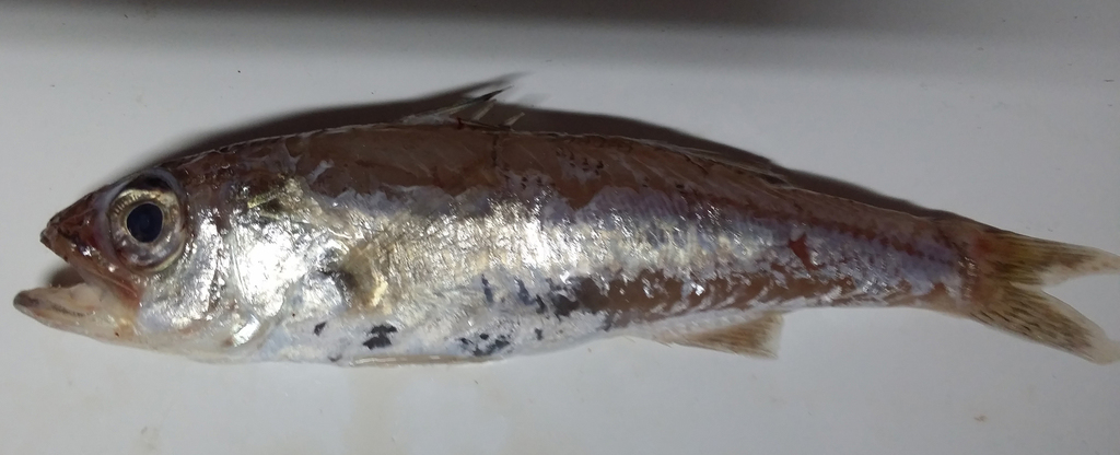 Threespine Cardinalfish