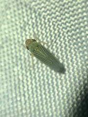 Xyphon reticulatum