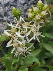 Sericocarpus oregonensis