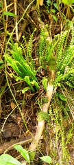 Asplenium trichomanes