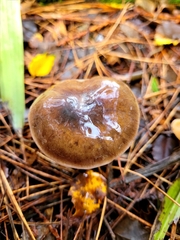 Cortinarius