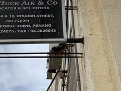 Acridotheres tristis