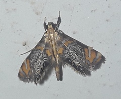 Nymphicula