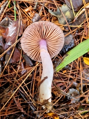 Cortinarius