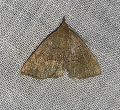 Macrochilo litophora