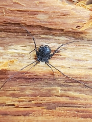 Dendrolasma mirabile