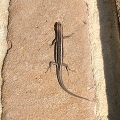 Cryptoblepharus pulcher pulcher