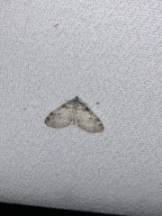 Lobophora nivigerata