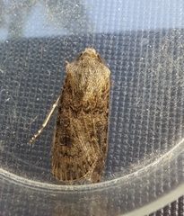 Agrotis segetum