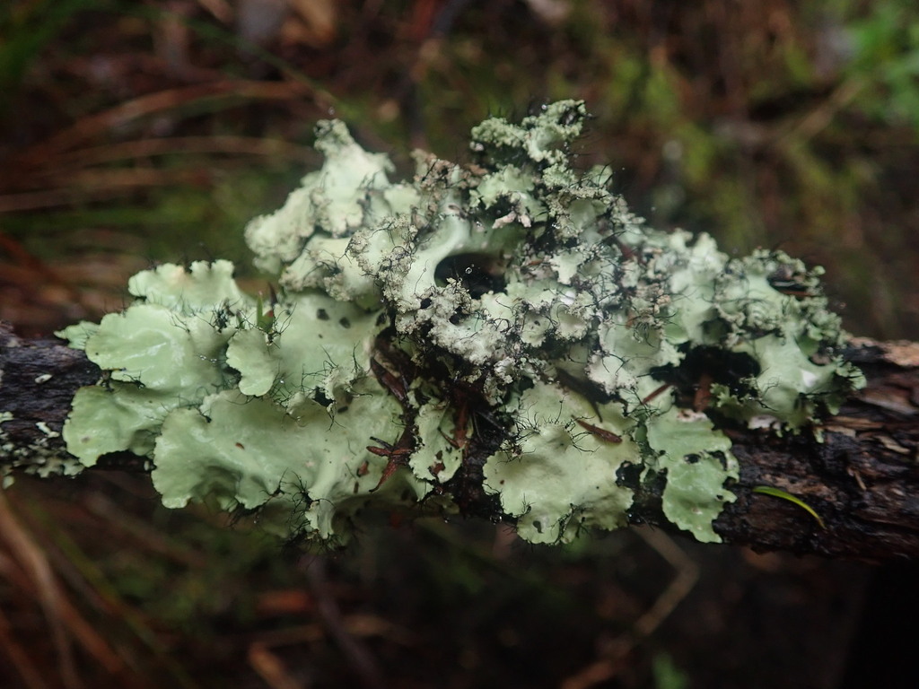 Parmotrema mellissii