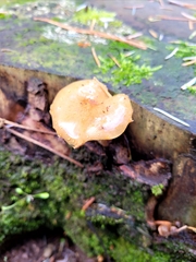 Pholiota subflammans