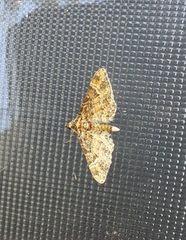 Gymnoscelis rufifasciata