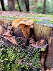 Pholiota subflammans
