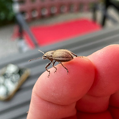 Naupactus leucoloma