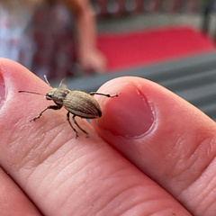 Naupactus leucoloma