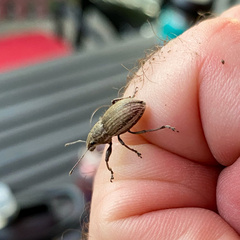 Naupactus leucoloma