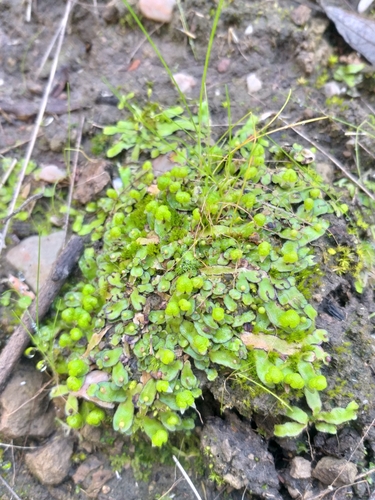 Image of Asterella marginata by (c) kevin koen, some rights reserved (CC BY-SA)
