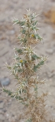 Cornulaca