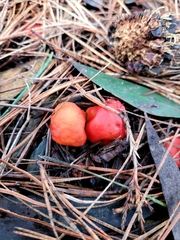 Leratiomyces erythrocephalus