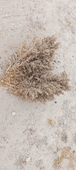 Cornulaca aucheri