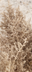 Cornulaca aucheri