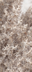 Cornulaca aucheri