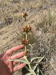 Penstemon secundiflorus