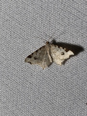Macaria notata