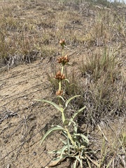 Penstemon secundiflorus